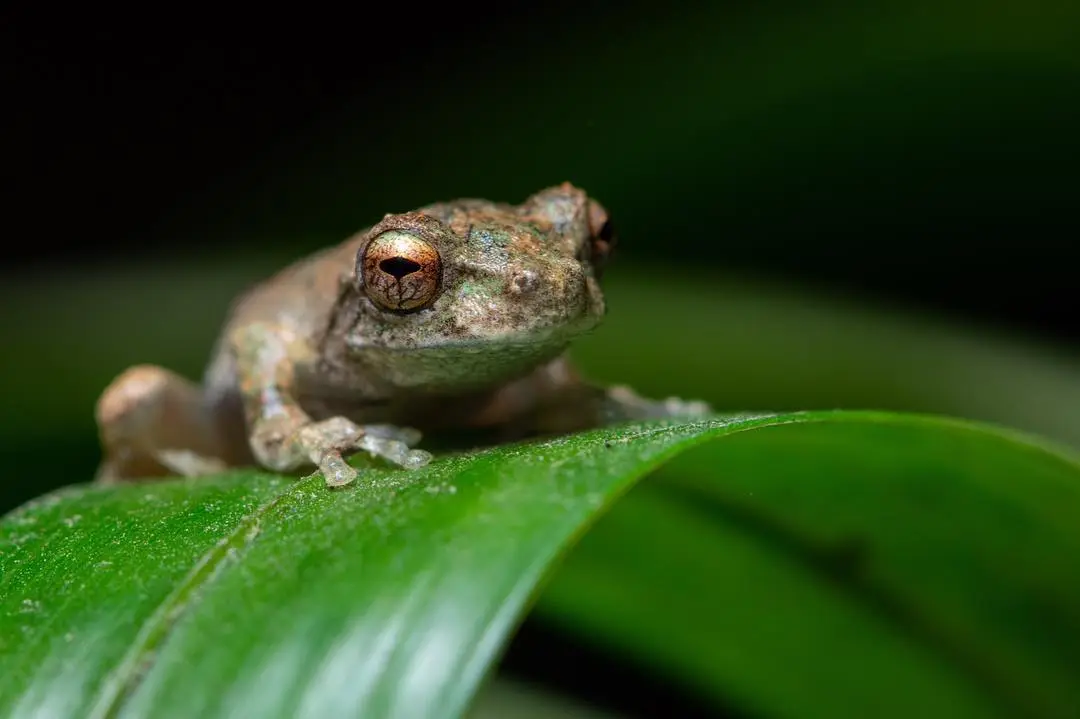 A green and brown speckled frog with round golden brown eyes sitting on a bright green leaf.