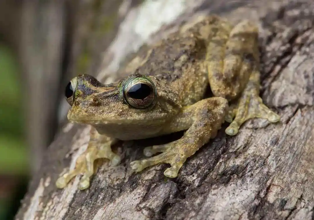 A green and brown apeckled Kuranda Tree Frog, with round dark eyes.