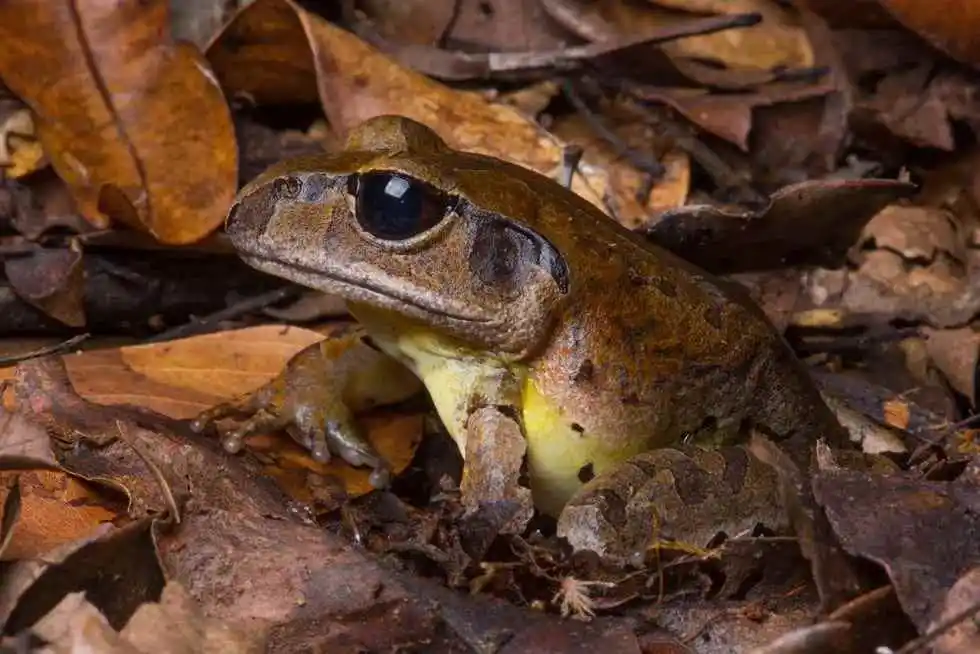 A brown and black speckled frog with round black eyes camouflaged in brown leaf litter