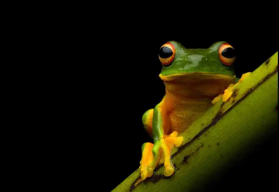 A vibrant green frog with bright yellow belly, large round black and orange eyes.