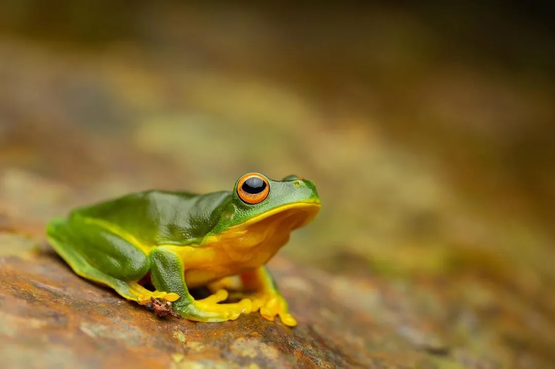 A vibrant green frog with bright yellow underbelly and bright orange and black round eyes.