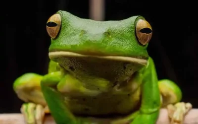 Calling all rainforest frog fans!  