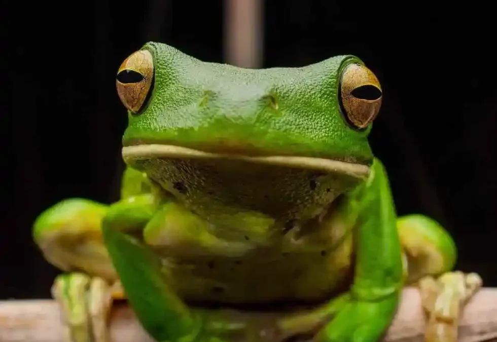 Calling all rainforest frog fans!  