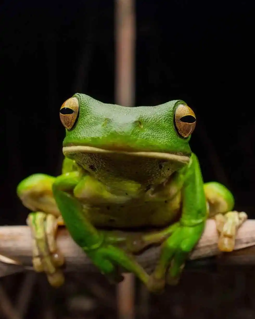 A vibrant green frog with a white bootom lip and big golden brown eyes looking at the camera