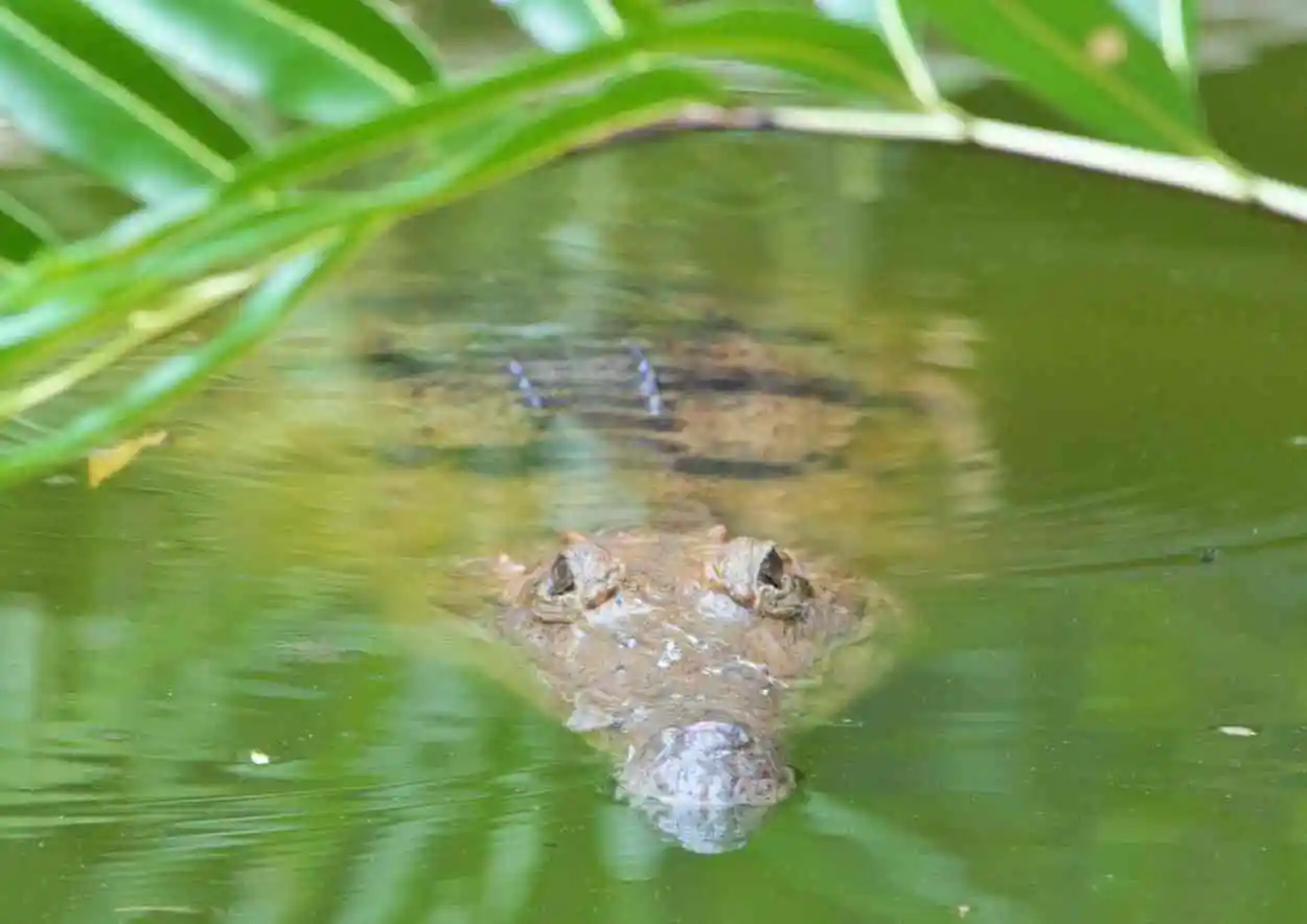 A freshwater crocodile peeks its eyes above the river water