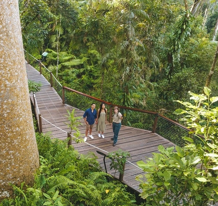 Skyrail Ranger and guests stand on the board walk at Red Peak under a towering Kauri Pine