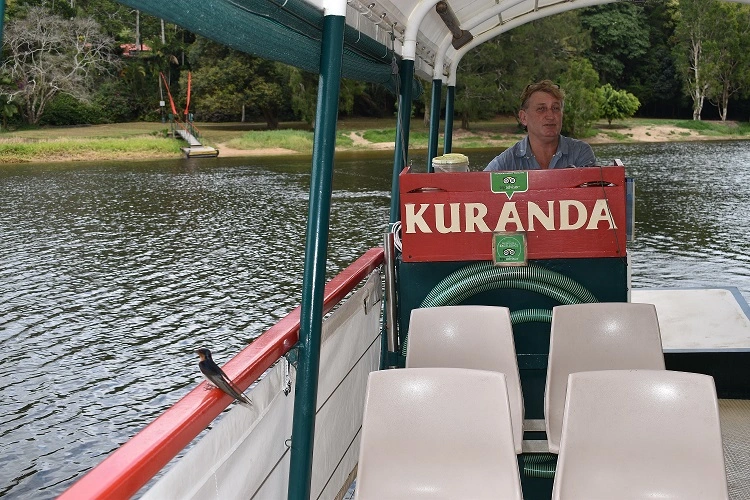 Tour guide driving Kuranda River Boat