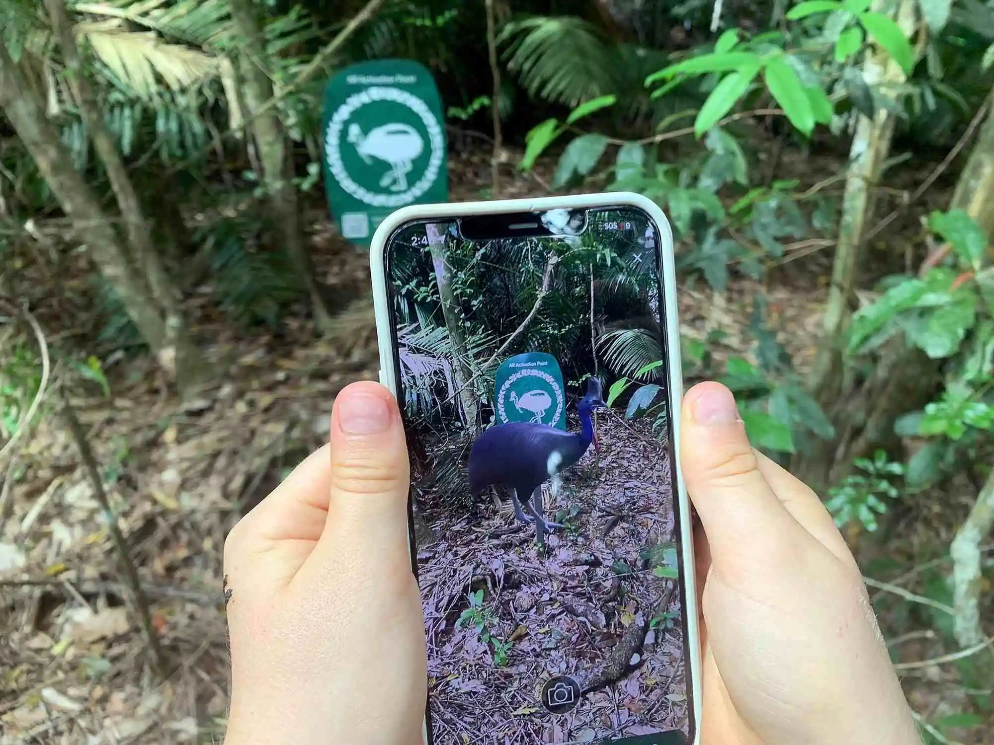 A close up of an Augmented Reality Cassowary on a phone screen.