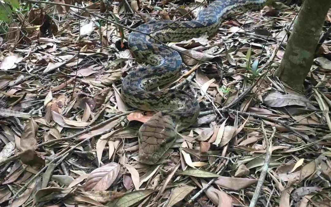 Amethystine Python