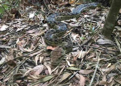 Amethystine Python