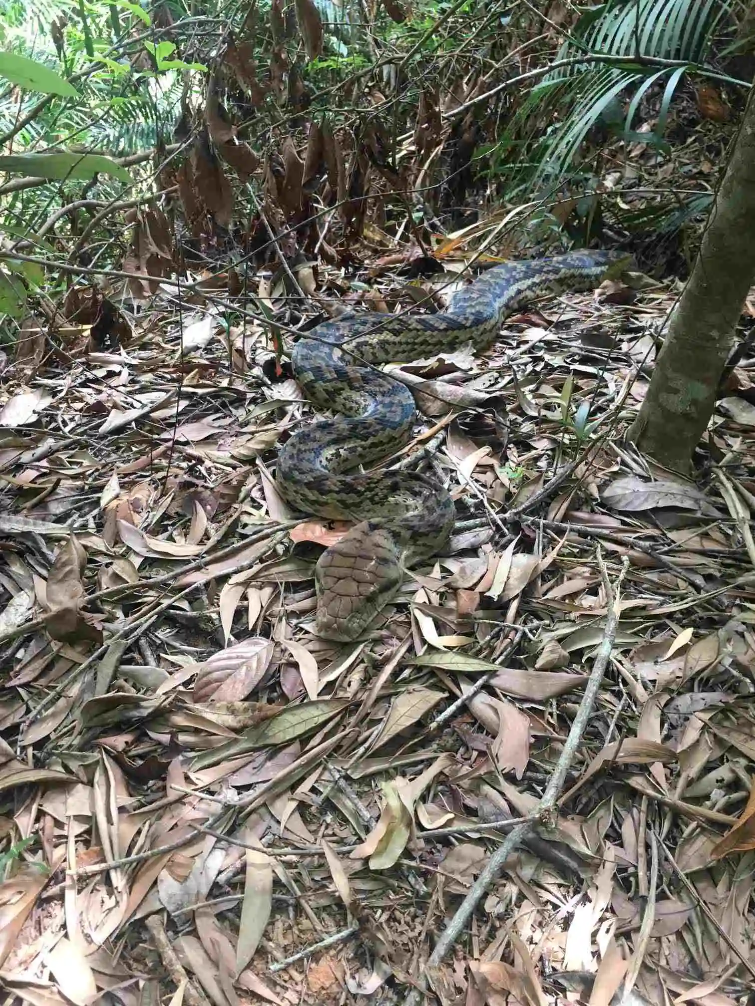 A brown and grey diamond patterned snake can be seen in the scrub