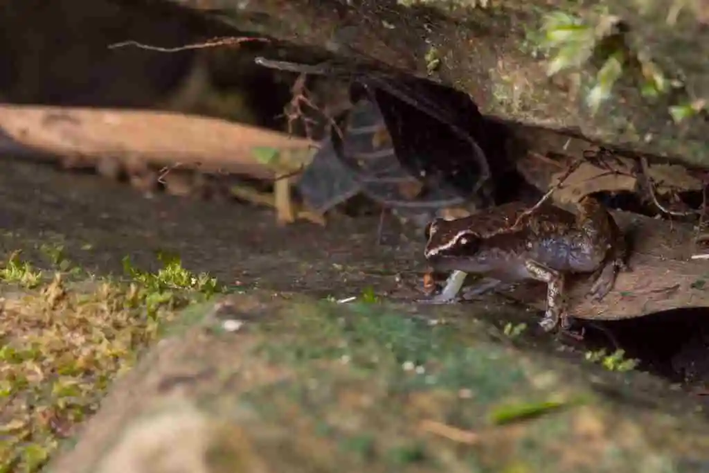 A small brown and black frog camouflages itself amongst the logs and leaves