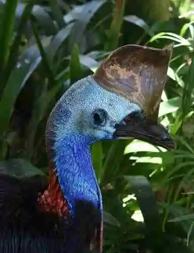 Up close of a cassowary head, blue neck and red wattle