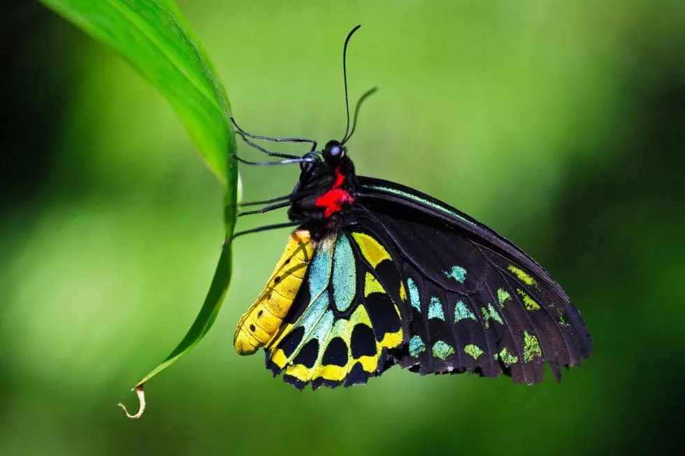 Cairns birdwing