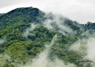 Rainforests keep our rivers flowing