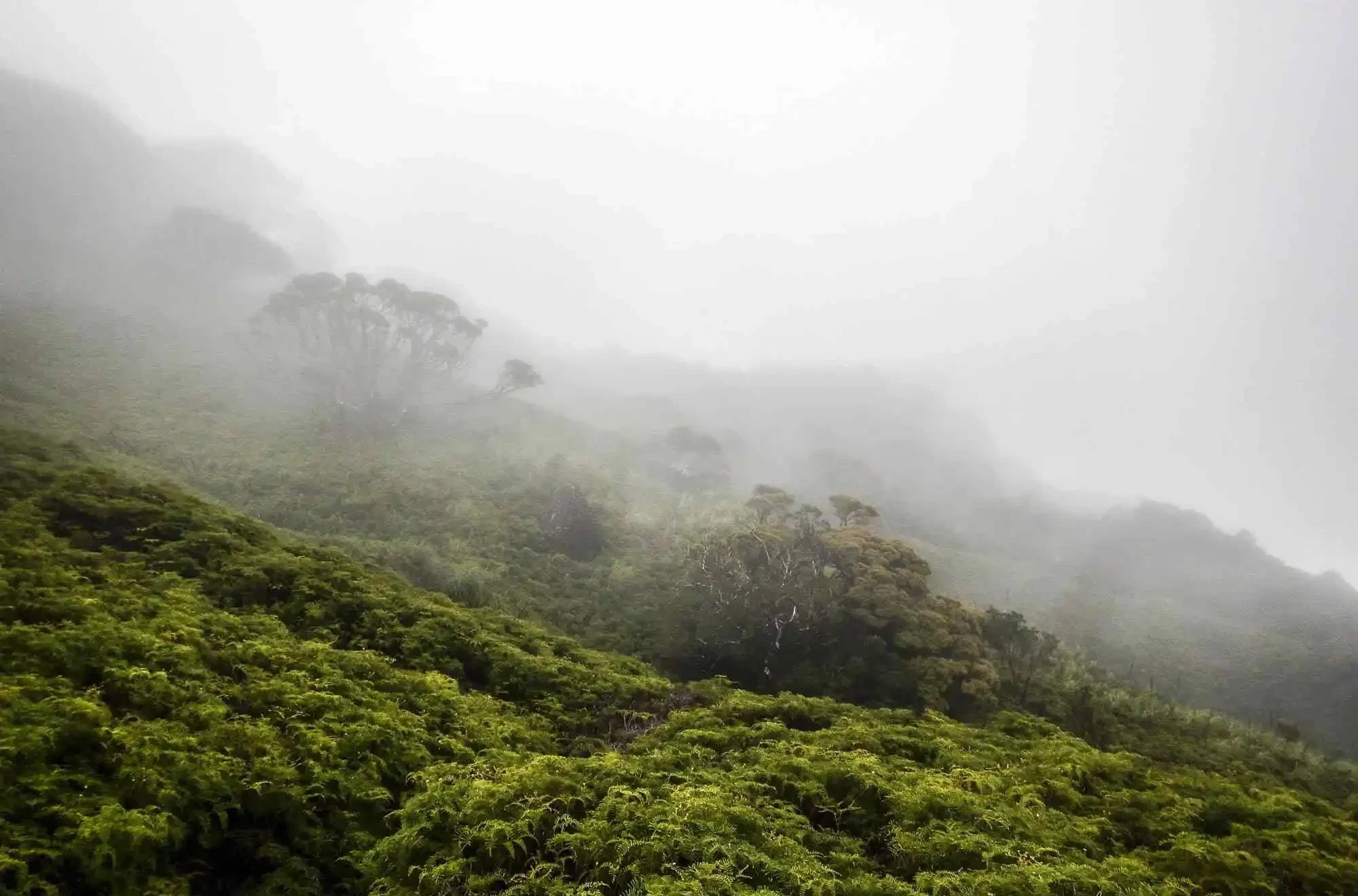 Moisture rises into the clouds from the lush green rainforest mountainside
