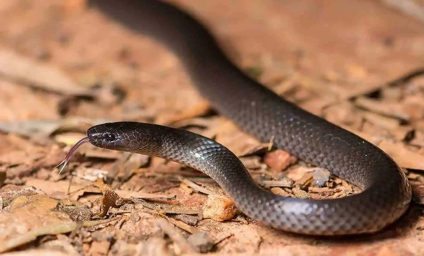 Close up of a dark brown thin scaly snake with its forked tongue out