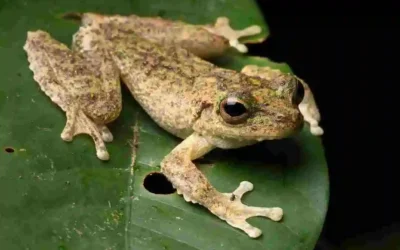 Camouflage in the rainforest