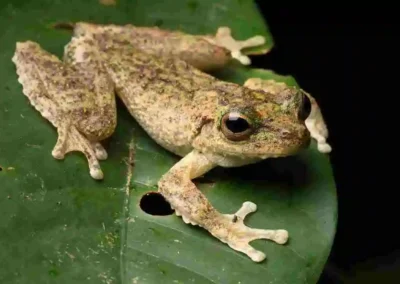 Camouflage in the rainforest