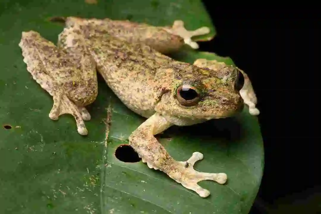 A green eyed tree frog sits on a leaf trying to camouflage its mottled green/grey, rough textured skin