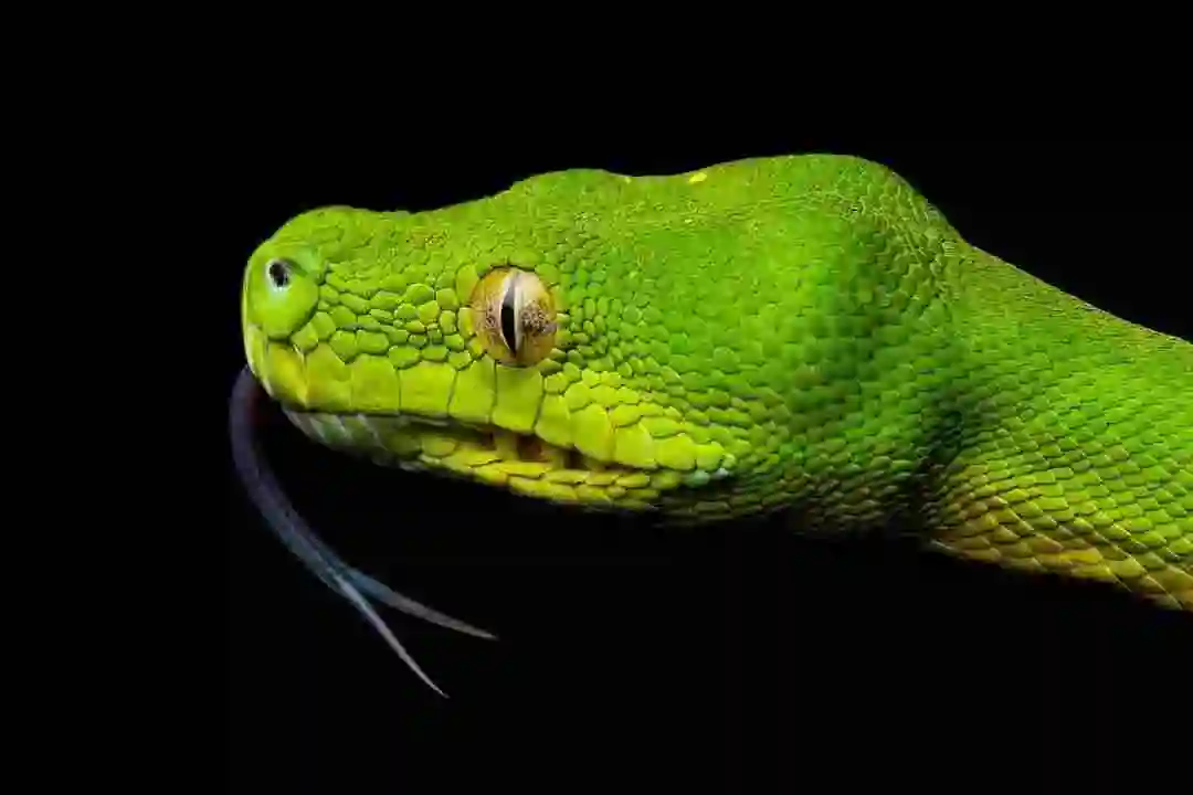 A close up of a Green Tree Python's head. A large round eye, forking tongue and scaled skin