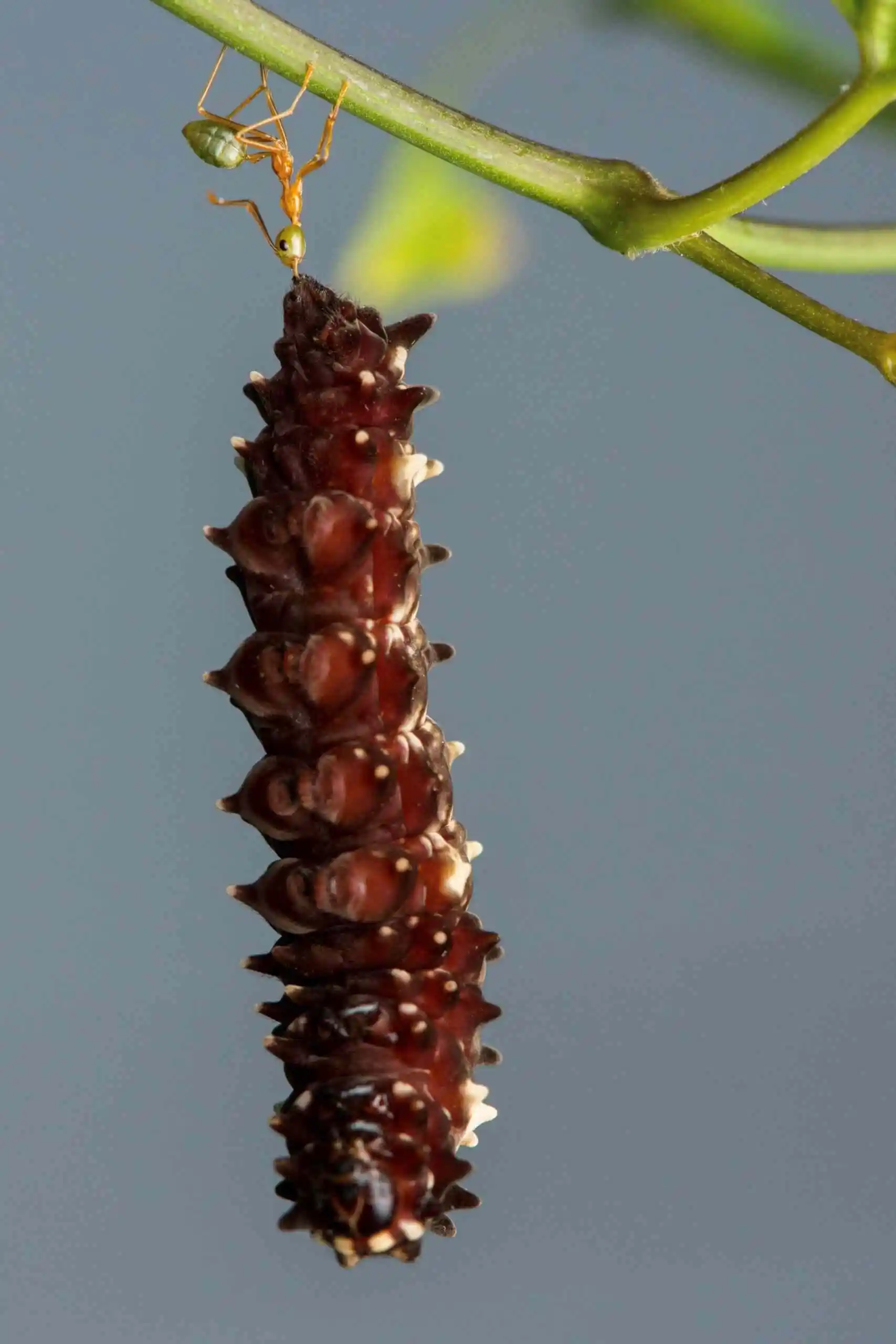 A green ant hangs upside down on a stick and is feeding a sweet sap to the brown caterpillar