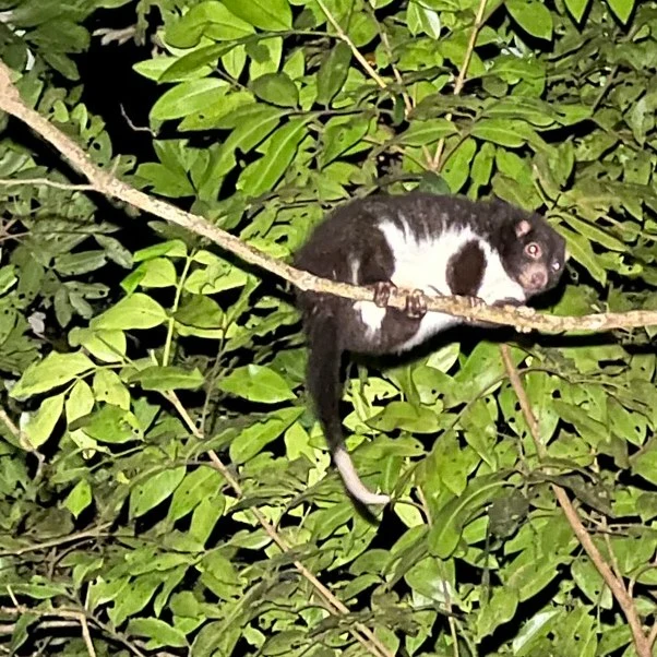 A black and white possum sits on a branch high up in a tree