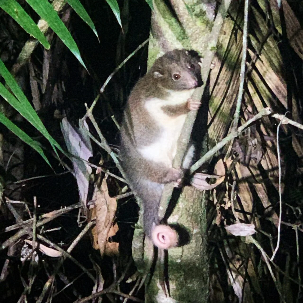 A grey and white ringtail possum sits up in the branches of a green tree