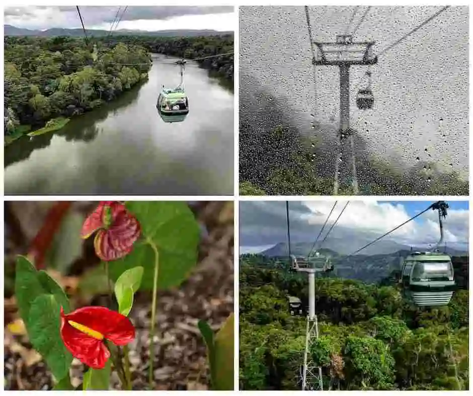 A series of four images showing a rainy gondola window with a cableay tower. A gondola crossing above the Barron River. A small red plant and a gondola on the cableway above the rainforest canopy