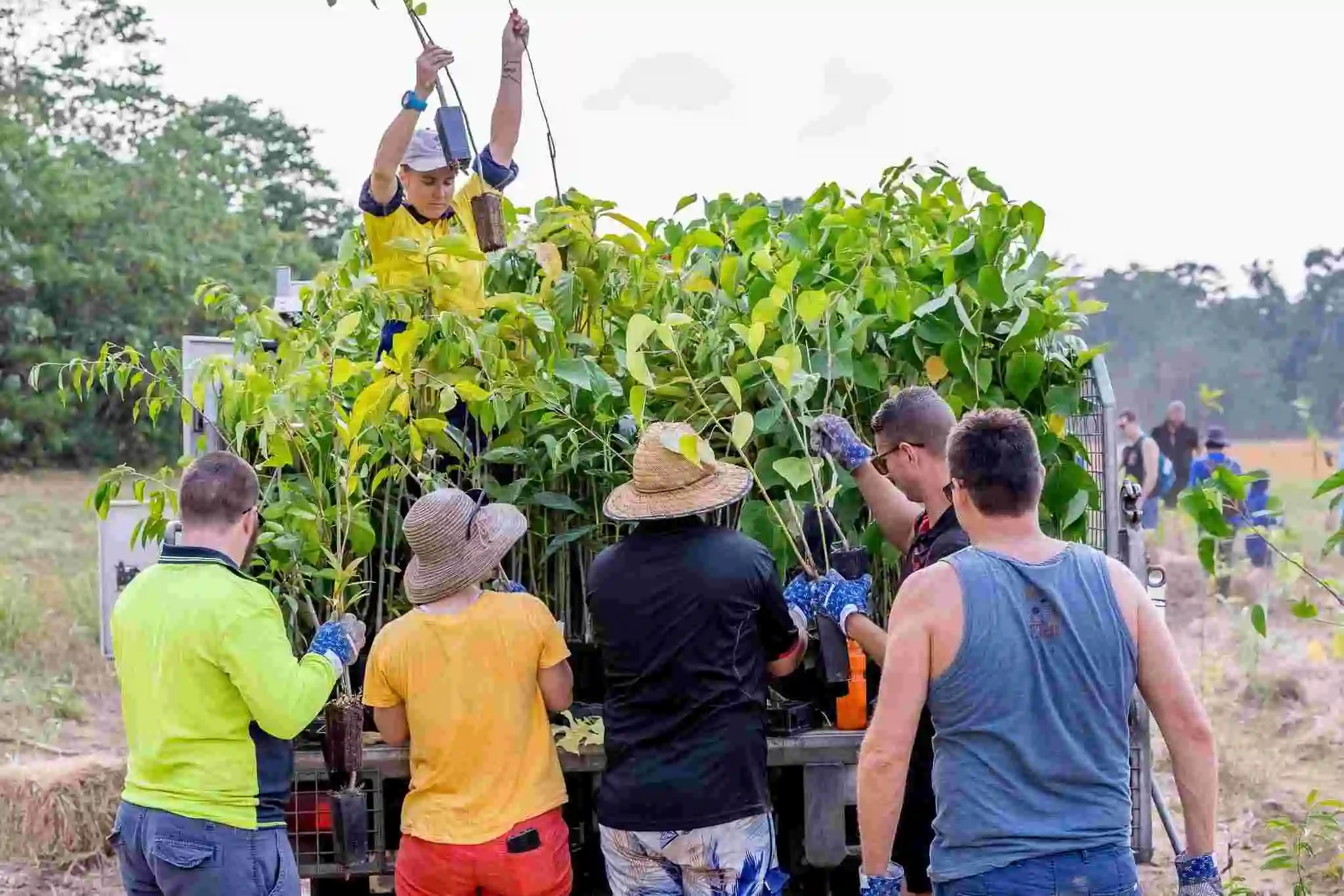 Five people stand at the back of a truck loaded with fresh trees to plant