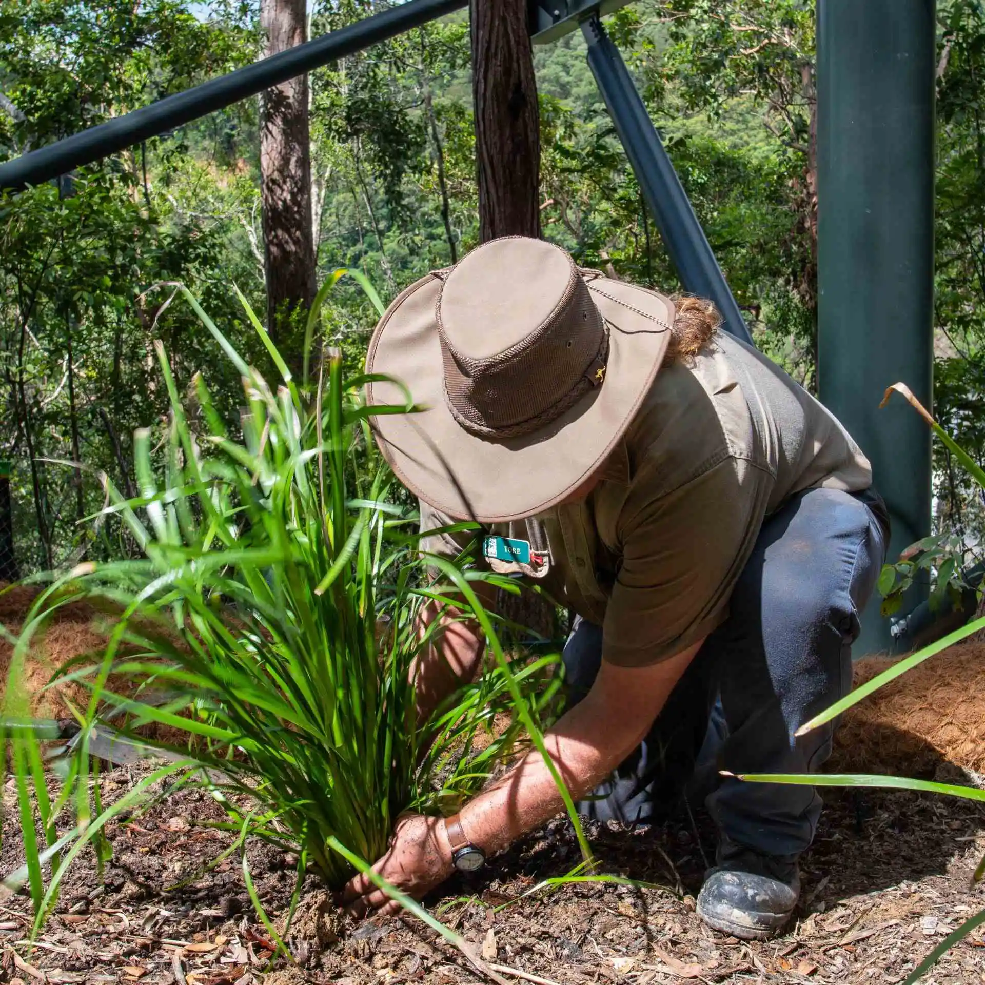 A ranger kneels on the ground planting a small shrub to revegetate the rainforest