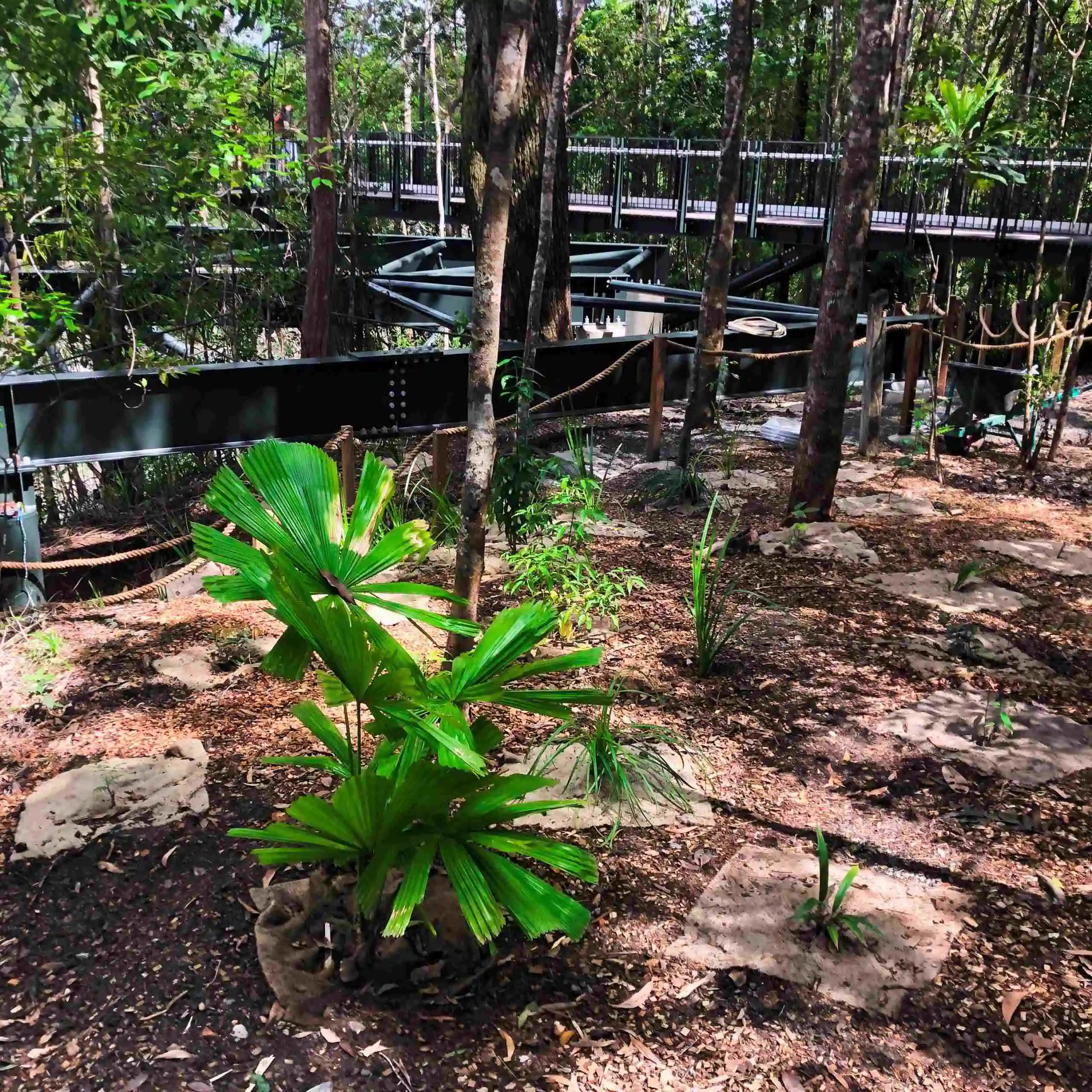 A small palm planted at a revegetation site 