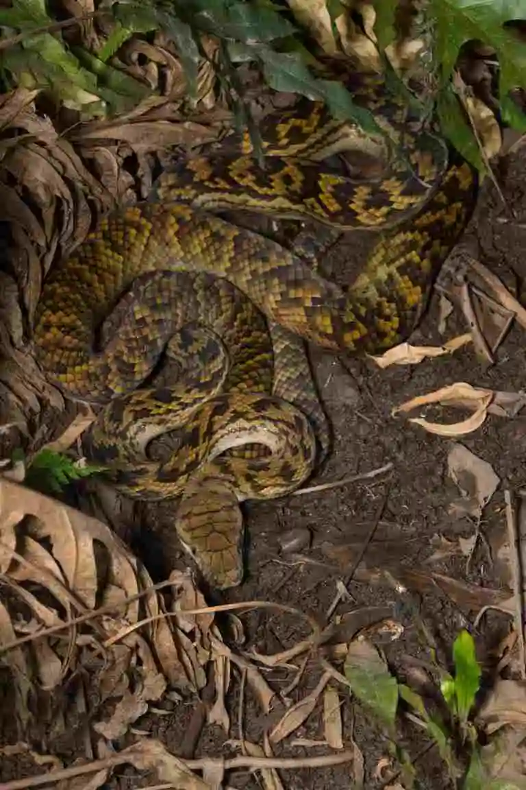 A large snake curled around itself in the leaf litter. Light and dark brown diamond pattern scales.