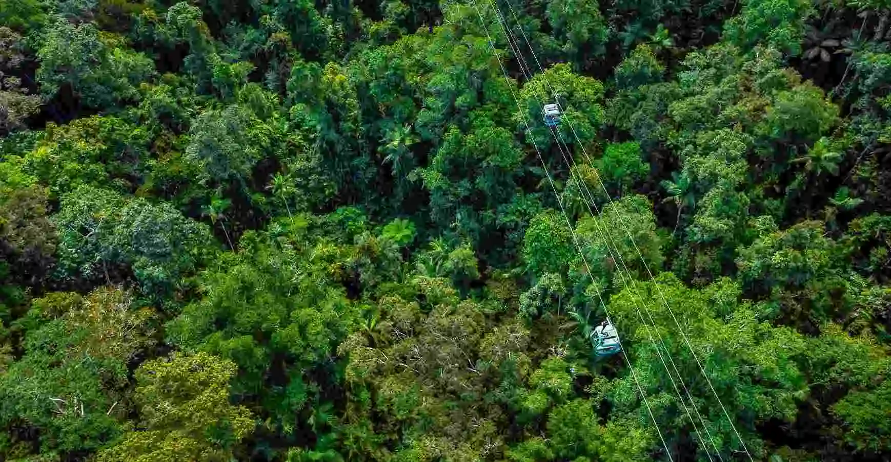 A birds eye view of the rainforest canopy with a cableway across the top and two gondolas passing by