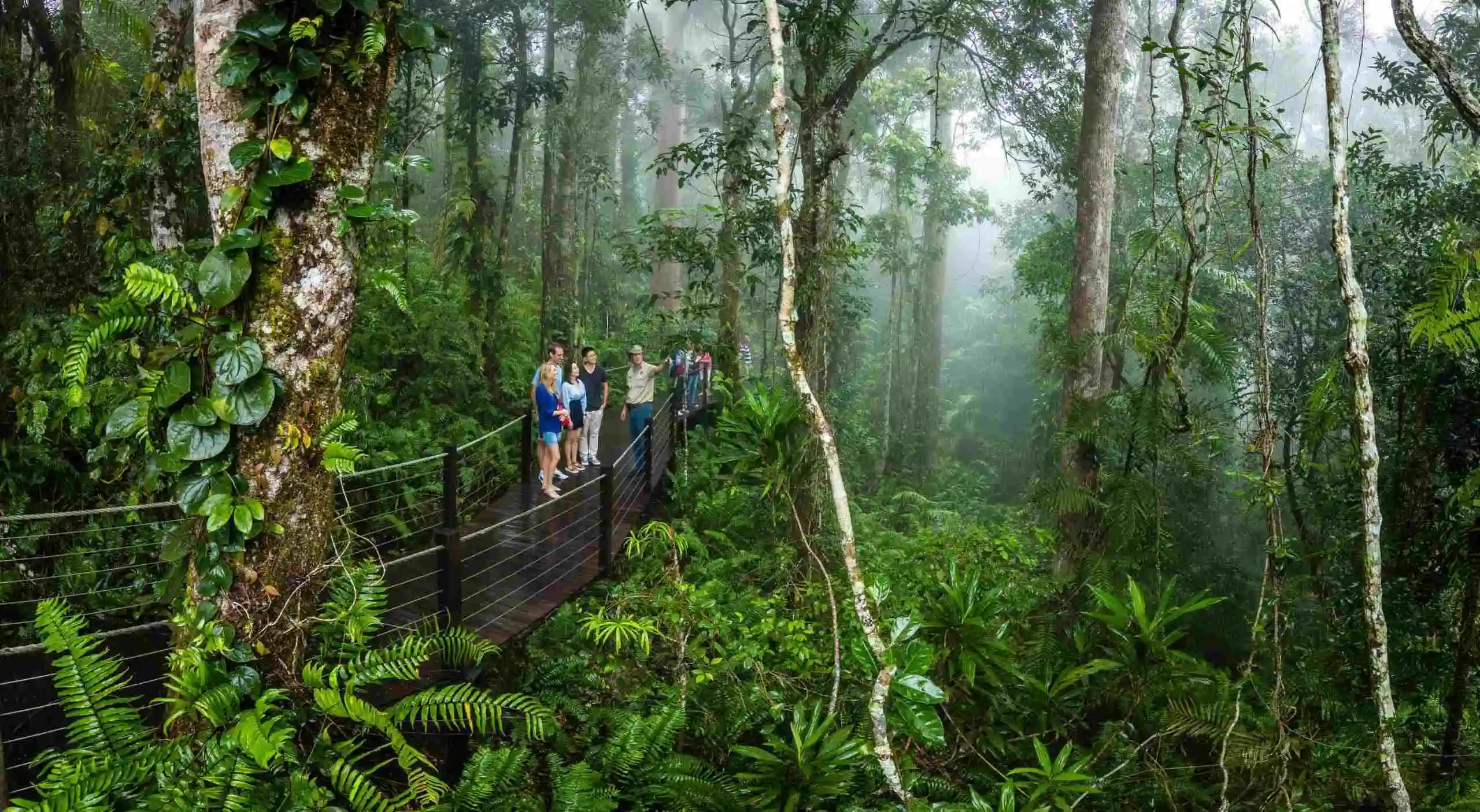 A ranger stands on a boardwalk in the rain forest pointing up into the tress with a group of guests