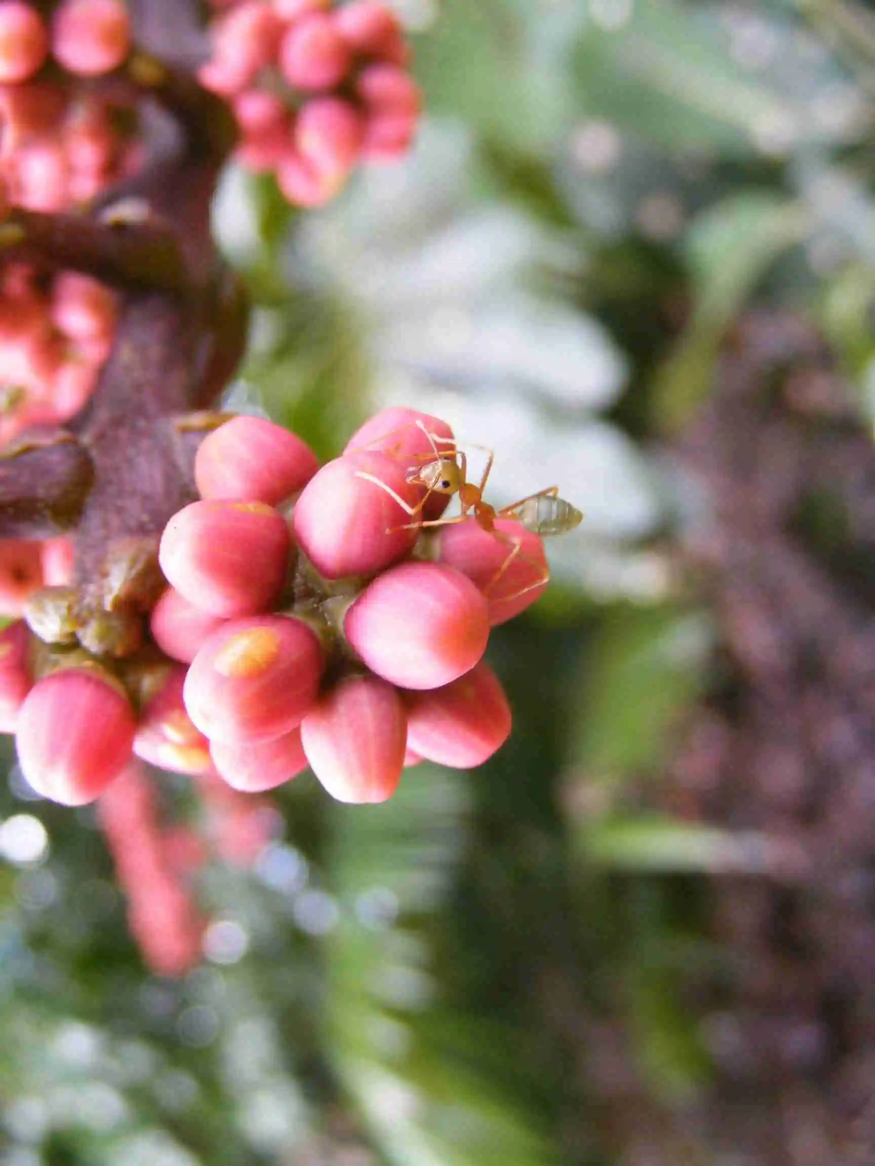 Close up of a tiny green ants sits upon a bunch of pink berries 