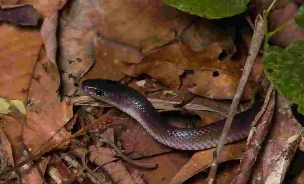 A close up of a snake emerging from leaves. Its dark grey with a lighter underside and dark black eye
