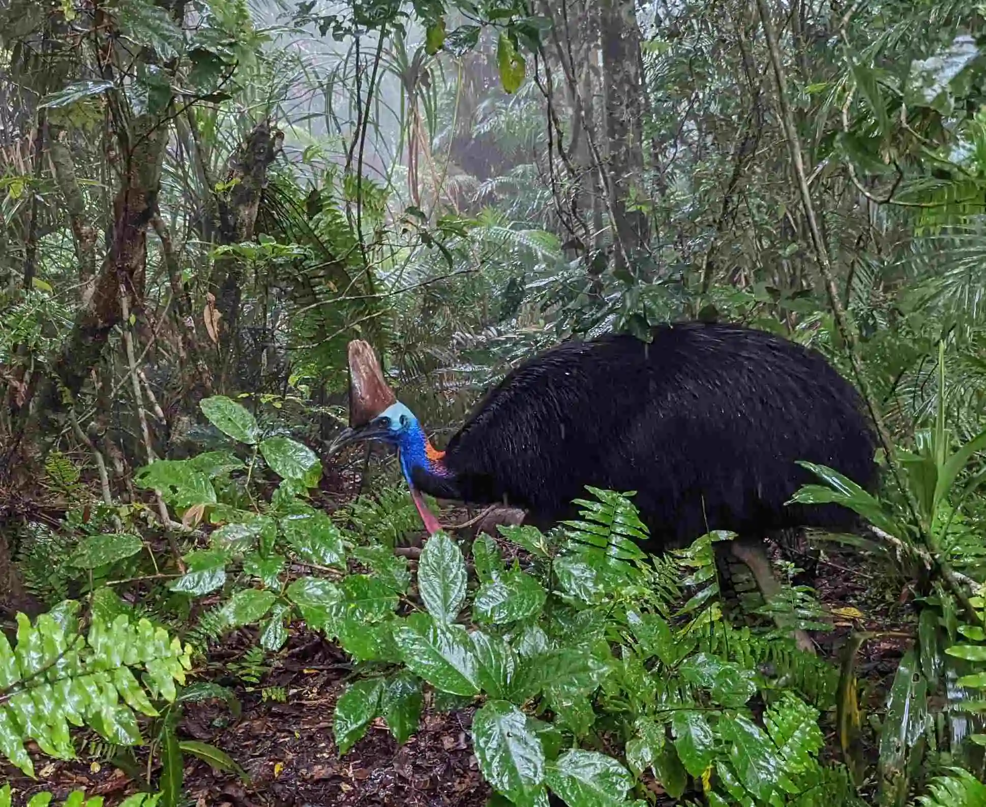 A Southern Cassowary in the deep green rainforest