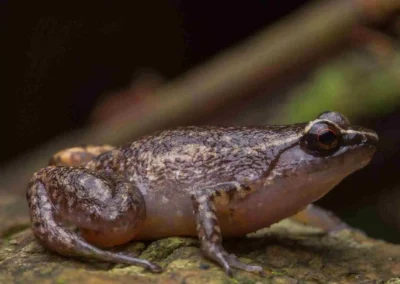 Rain whistling frog