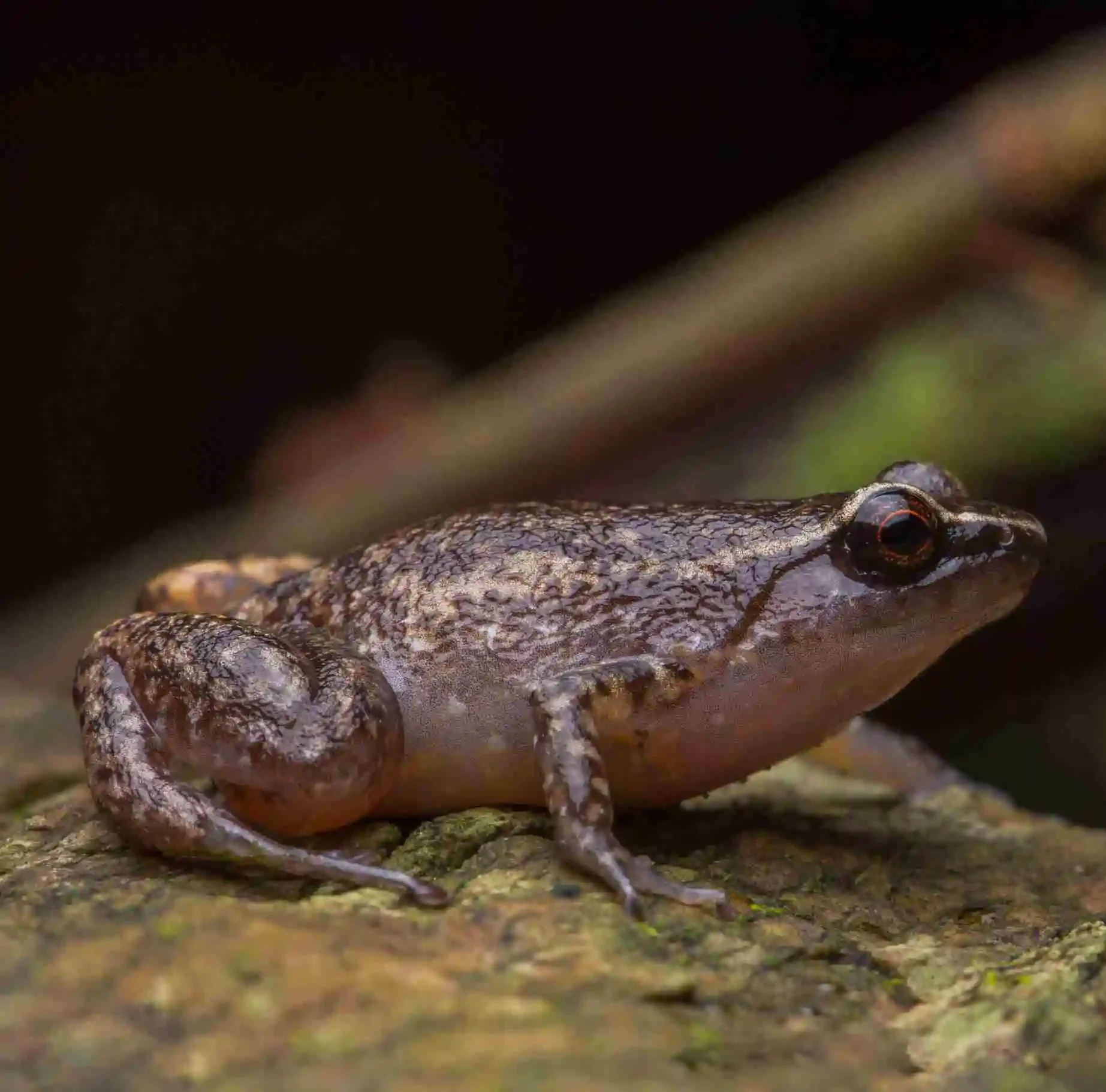 A brown and black mottled frog with a big black round eye sits on a green log