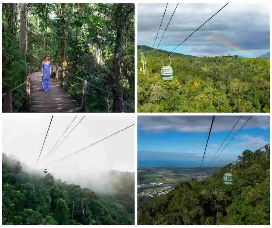 A series of four images showing the rainforest canopy, a cableway with a gondola passing over the canopy and a boardwalk leading through the tall trees