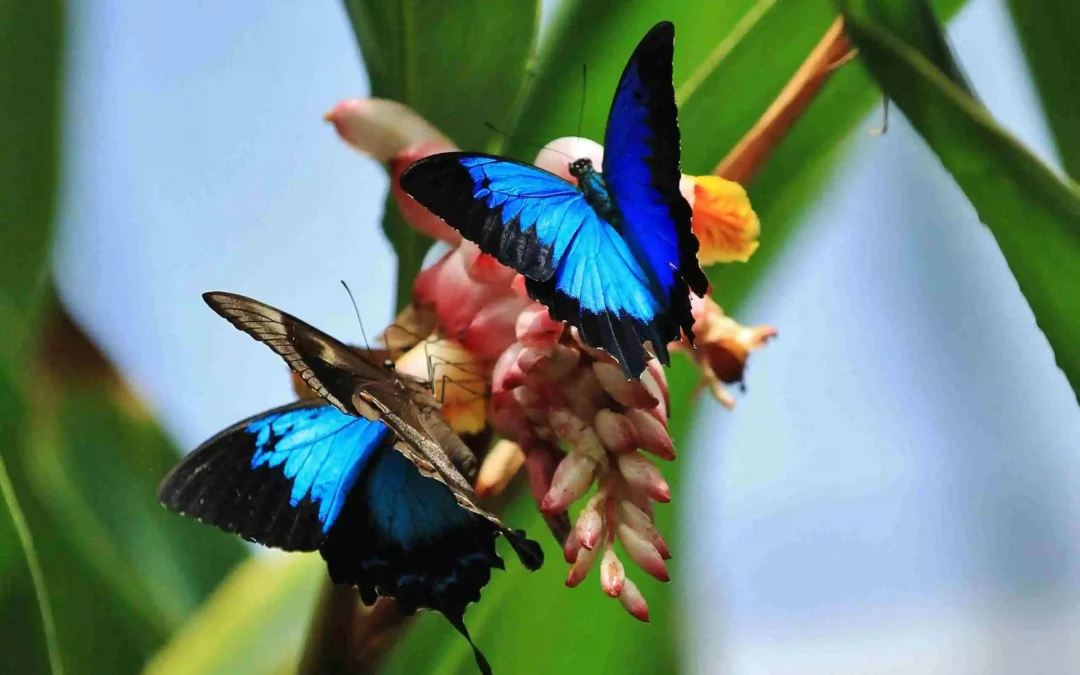 Tropical rainforest butterflies