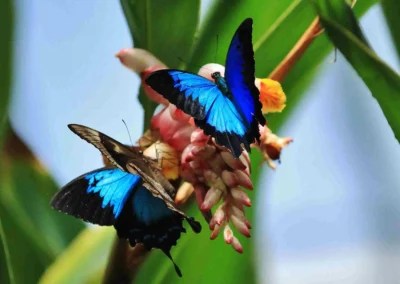 Tropical rainforest butterflies