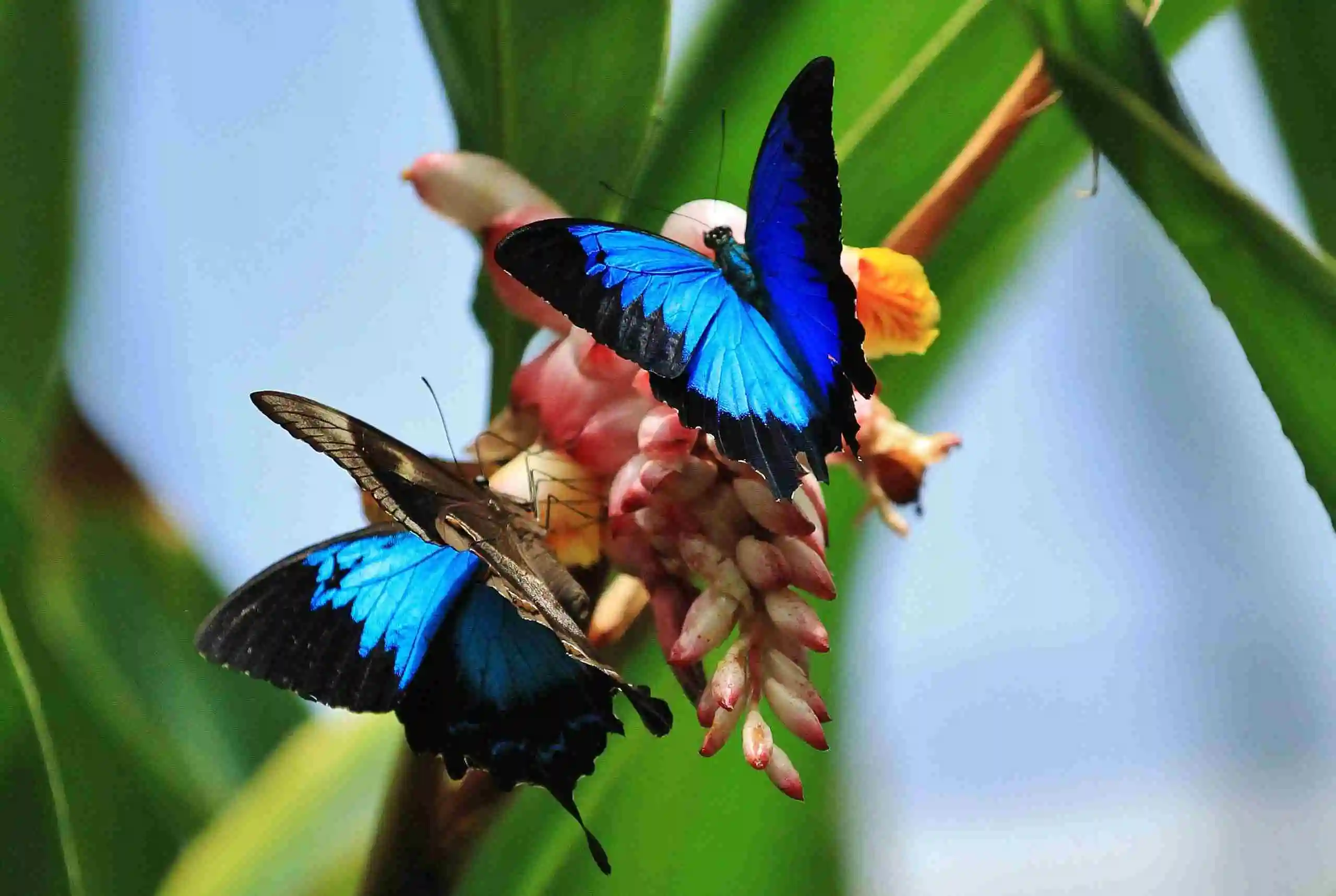 Two bright blue Ulysses butterflies with black wing tips sit on a pink flower