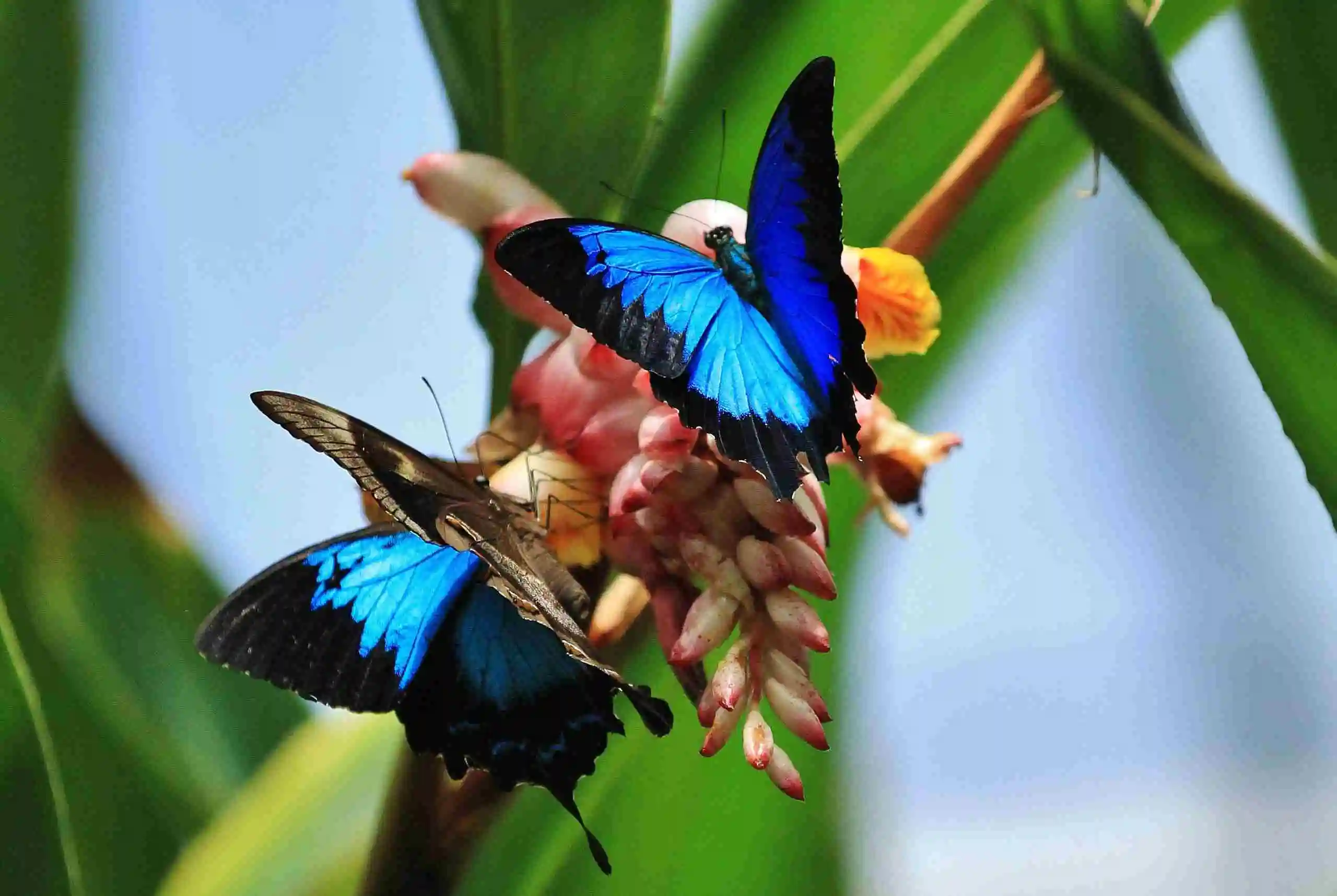 Ulysses-Butterfly Two bright blue Ulysses butterflies with black wing tips sit on a pink flower