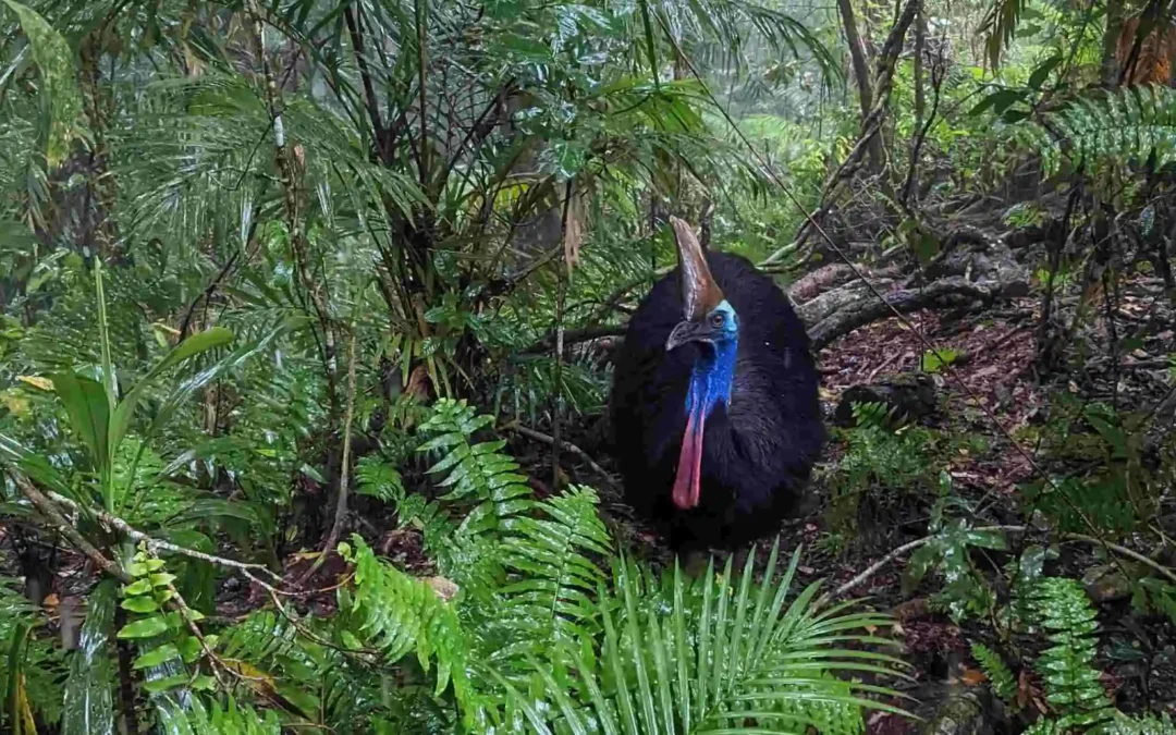 A living dinosaur in the ancient rainforest!