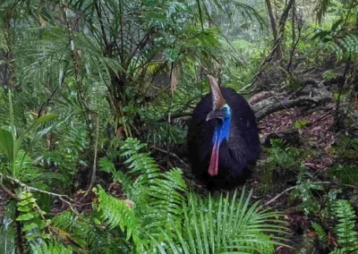 A living dinosaur in the ancient rainforest!