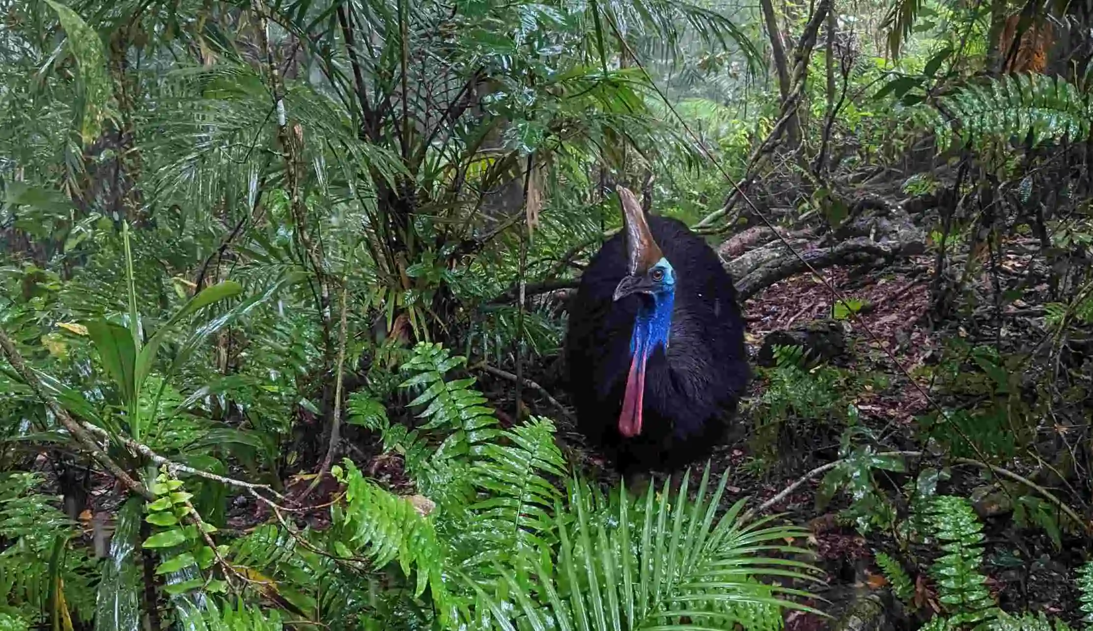 A Southern Cassowary front facing in the deep green rainforest 