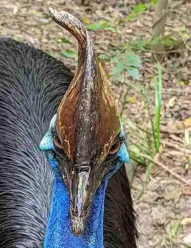 A Southern Cassowary close up of the cask