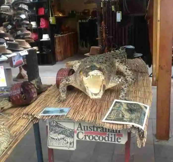 A stuffed crocodile sits on a table with its mouth open showing its teeth